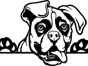 Glurende Boxer Hond Sticker – Vinyl Folie – 30 x 20 cm – Zwart of Wit